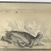 Phoca Cristata, The Crested Seal.