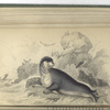 Phoca Mitrata, The Mitred, or Hooded Seal.