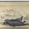 Phoca Proboscidea, The Proboscis Seal, or Elephant Seal. The Male.
