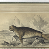 [Phoca Proboscidea, The Proboscis Seal, or Elephant Seal.] The Female.