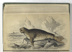 Phoca Proboscidea, The Proboscis Seal, or Elephant Seal. The Female.