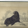 Otaria Leo Marinus, Fosterii, The Sea Lion of Forster.