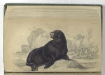 Otaria Leo Marinus, Fosterii, The Sea Lion of Forster.