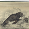 Otaria Pernetii, The Sea-Lion of Pernetty.