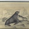 The Ursine Seal, or Sea-Bear of Forster.