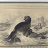 Sea-Bear. (From Specimen in the British Museum).