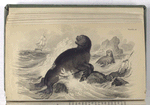Sea-Bear. (From Specimen in the British Museum).