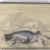 Otaria Falklandica, The Common Fur-Seal of Commerce.