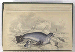 Otaria Falklandica, The Common Fur-Seal of Commerce.