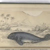 Manatus Americanus, The Manatee of the West Indiens.