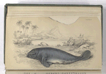 Manatus Americanus, The Manatee of the West Indiens.