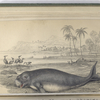 Dugungus Indicus, The Dugong.