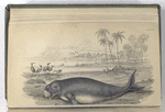 Dugungus Indicus, The Dugong.