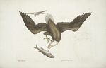 Aquila capite Albo, The White headed Eagle; The Size of the Eagle head.