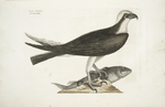 Accipiter Piscatorius, The Fishing Hawk.