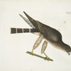 Accipiter Palumbarius, The Pigeon-Hawk.