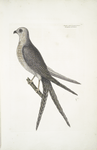 Accepiter [Accipiter] cauda forcipater furcata, The Swallow-Tail Hawk.