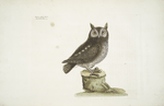 Noctua aurita minor, The little Owl.