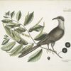 Cuculus Caroliniensis, The Cockow of Carolina; Castinea [Castanea] pumila Virginiana.