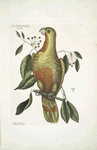 Frutex Lauri folio pendulo, fructu tricocco, semine nigro splendente, Red Wood; Psitticus Paradisis, The Parrot of Paradise.