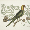 Psitticus Caroliniensis, The Parrot of Carolina.