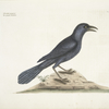 Monedula purpurea, The purple Jackdaw.