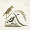 Hortulanus Caroliniensis, The Rice-bird; Oriza, Rice.