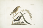 Hortulanus Caroliniensis, The Rice-bird; Oriza, Rice.