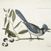 Smilax loevis Lauri folio non Serrato, baccis nigris, The Bay-leaved Smilax ;  Pica cristata carulea, The crested Jay.