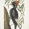 Quercus Anpotius, Ilex Marilandica folio longo angusto salicis, Willow Oak;  Picus Maximus rostro Albo, Largest White-Billed Wood-pecker.