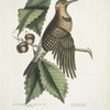 Quercus Castanea foliis, procera Arbor Virginiana, Chesnut Oak; Picus carius major, alis aureis, The golden Winged Woodpecker.