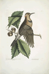Quercus Castanea foliis, procera Arbor Virginiana, Chesnut Oak; Picus carius major, alis aureis, The golden Winged Woodpecker.
