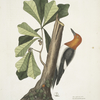 Quercus folio non serrato, in summitate quasi triangulo, Water Oak; Picus capite toto rubro, The red headed Woodpecker.
