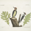 Picus varius minor, ventre tuteo, The Yellow-bellied Woodpecker; Picus varius minimus, The smallest spotted Woodpecker; Luercus Alba Viginiana, White Oak; Luercus Caroliniensis virentibus venis muricata, The White Oak with sharp notches.