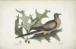 Quercus Esculi divisura, foliis amplioribus aculeatis, Red Oak; Palumbus Migratorius, The Pigeon of Passage.