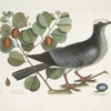 Columba capite albo, The White-crowned Pigeon; Frutex cotini fere folio crasso,&c., The Coco [Cocoa] Plum.