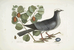Columba capite albo, The White-crowned Pigeon; Frutex cotini fere folio crasso,&c., The Coco [Cocoa] Plum.