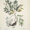 Turtur minimus guttatus, The Ground Dove;  Zanthoxylum spinosum Lentisci foliis, &c., The Pellitory, or Tooth-ach Tree.