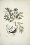Turtur minimus guttatus, The Ground Dove;  Zanthoxylum spinosum Lentisci foliis, &c., The Pellitory, or Tooth-ach Tree.