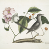 Cornus mas VIrginiana &c., The Dogwood Tree; Turdus minor &c., The Mock-bird.