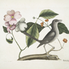 Cornus mas VIrginiana &c., The Dogwood Tree; Turdus minor &c., The Mock-bird.