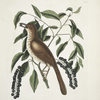 Turdus ruffus, The fox-coloured Thruth; Ceraso similis arbuscula &c., The Cluster's Black Cherry.