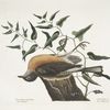 Turdus pilaris migratorius, The Fieldlfare of Carolina;  Aristolochia pistolochia &c., The Snake-root of Virginia.