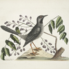 Teribinthus [Terebinthus] major Betule cortice, fructu triangulari, The Gum-elimy Tree;  Turdus viscivorus plumbeus, The Red-legged Thruth.
