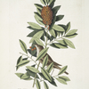 Turdus minimus, The little Thruth; Agrifolium Carolinense, foliis dentatis baccis rubris, The Dahoon Holly.