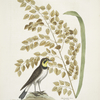 Gramen Myloicophoron Oxyphyllon Carolinianum, The Sea-side Oat; Alauda gutture flavo, The Lark.