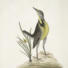 Ornithogalum liteum &c., The Little yellow Star-Flower; Alauda Magna, The large Lark.