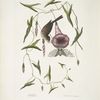 Passerculus, The little Sparrow; Convulvulus Caroliniensis, The Purple Bindweed of Carolina.