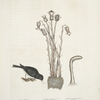Passer Nivaluis, The Snow-bird; Orobanche Virginiana &c. Broom-rape; Fungoides capitulo intorto, Toad-stool.