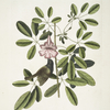 Passerculus bicolor Bahamiensis, The Bahama Sparrow; Bignonia Arbor Pentaphylla, Plum Cat.